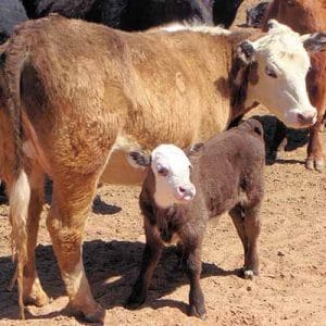 gründe, vegan zu werden tiere tierschutz kühe kälbchen