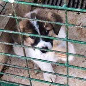 Tierschutz in Rumänien seriöses Tierheim