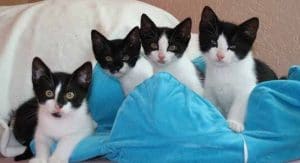 pflegestelle tierheim katze kitten katzenbabys tierschutz