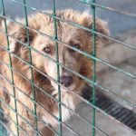 warum ein tier aus dem tierheim geld kostet hund gitter