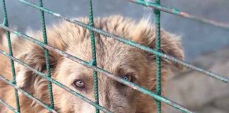 warum ein tier aus dem tierheim geld kostet hund gitter