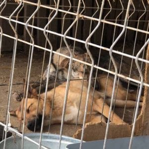 woran erkenne ich einen seriösen tierschutzverein mrsverde hunde shelter rumänien tierschutz