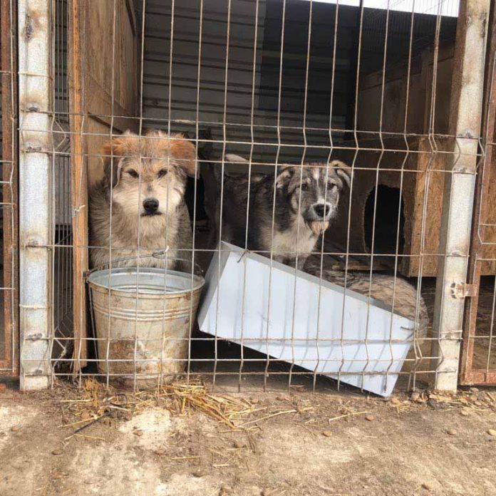 woran erkenne ich einen seriösen tierschutzverein mrsverde hunde tierheim rumänien