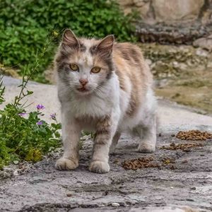 Straßenkatze gefunden im Urlaub Bulgairen Türkei Dom Rep Tierschutz im Urlaub