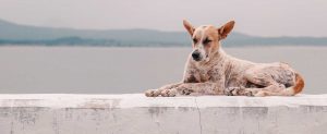 Tierschutz im Urlaub Hund gefunden