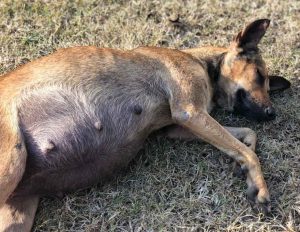 Tierschutz im Urlaub Hund retten Tierschutzverein