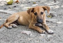 Tierschutz im Urlaub Straßenhund helfen