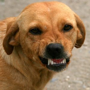 hund zeigt zähne kastrationsaktion rumänien tierschutz