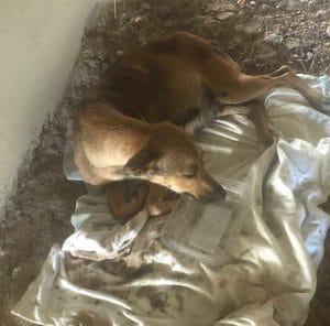 hunderettung auf cuba hund gefunden tierschutzverein helfen