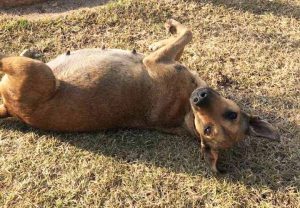 hunderettung auf kuba tierheim hund gefunden cuba varadero