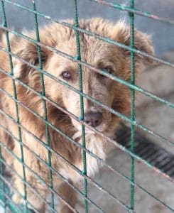 Hund in Tötungsstation Tierschutzverein