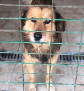Hunde Tierschutz Tötung Tötungsstation Rumänien