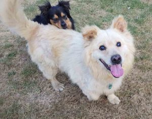 Max Tötungsstation Hund retten Tierschutz seriös