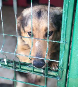 Rumänien Hundetötung Tötung Hunde retten Milou