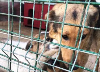 Tötungsstation Hund Welpen Rumänien