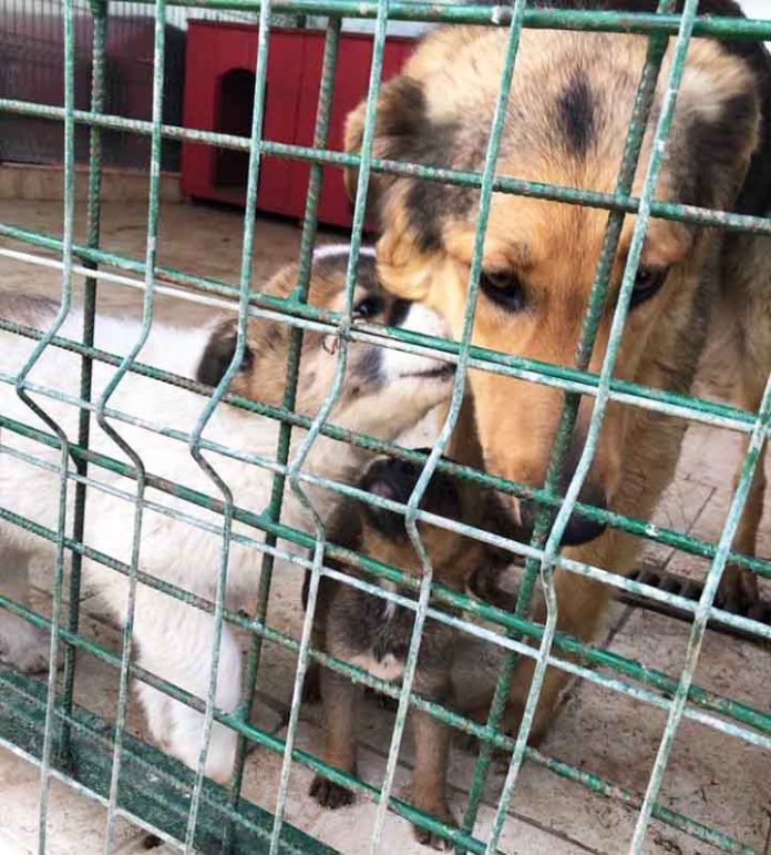 Tötungsstation Hund Welpen Rumänien