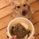 nachhaltiges hundefutter erfahrungen bio vegan nassfutter artgerechte tierhaltung nutztiere
