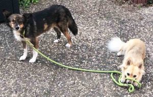 ropes upcylced nachhaltige leine halsband hund