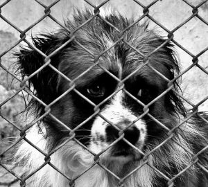 Hunde Rainbow Shelter Tierheim Rumänien Betrug