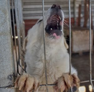 Hunderettung Europa Tierschutzverein gründen