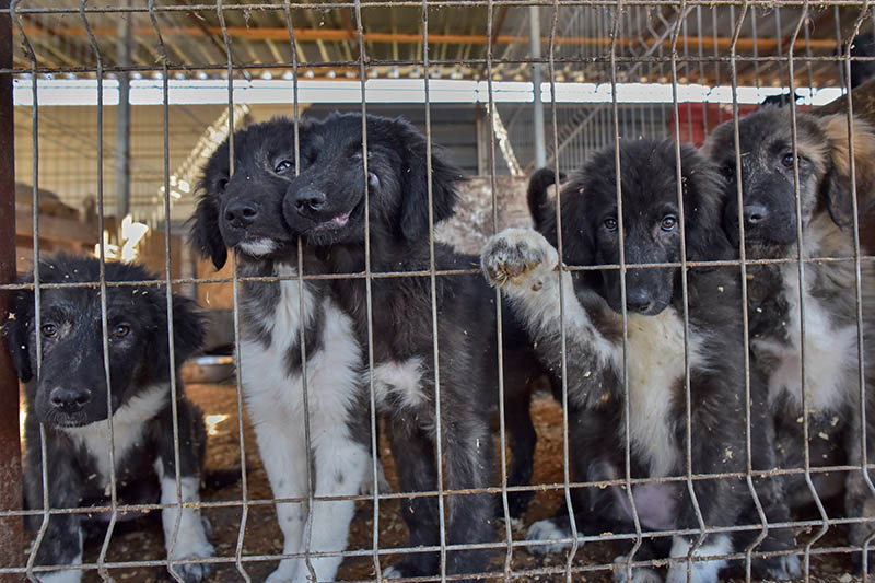 Hunderettung Europa Verein gründen Tierschutz Rumänien