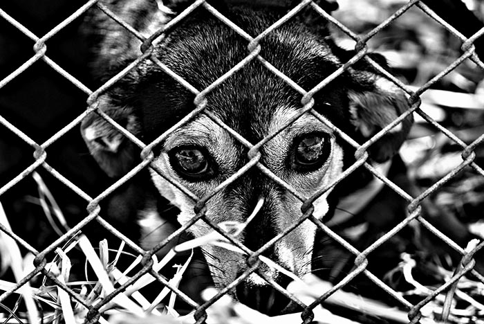 Tierquälerei Hunde Rainbow Shelter Tierheim Rumänien Betrug