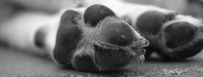 Tote Hunde Rainbow Shelter Festnahme Tierschutz Rumänien