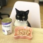 Bio Katzenfutter von Yarrah Futter für Katzen