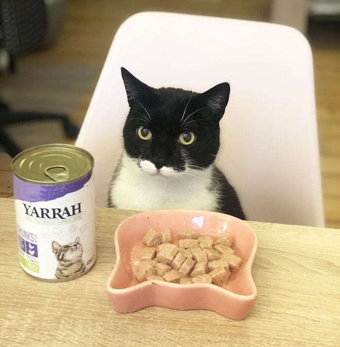 Bio Katzenfutter Von Yarrah Im Test