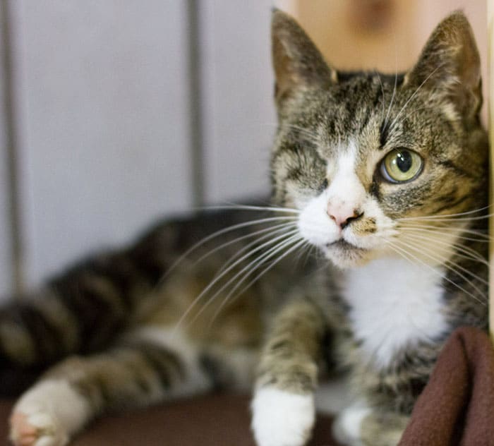 Geschenk Katze Futter spenden Tierschutzshop