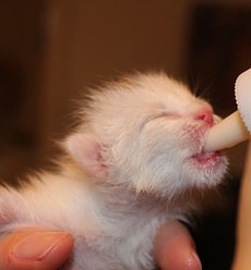 Katzenbaby Kitten Milch