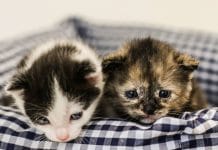 3 mythen über dreifarbige katzen