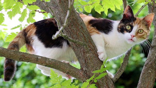 glückskatzen dreifarbige katze