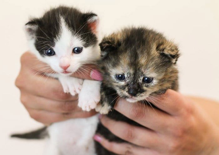 geschenke für kitten tierheim kittenzeit geschenk