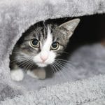 neue katze versteckt sich höhle katze hat angst