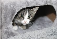 neue katze versteckt sich höhle katze hat angst