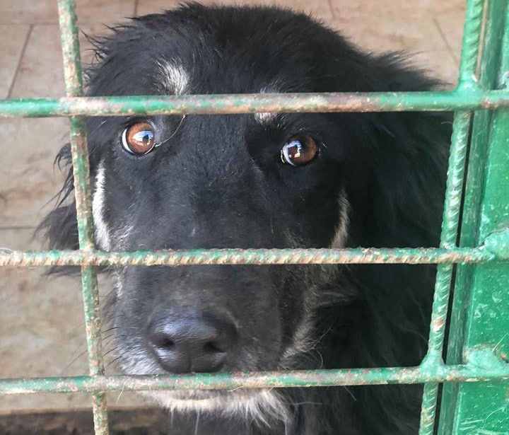 Hunde aus der Tötungsstation Rumänien Tierheim
