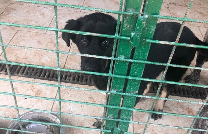 Hund aus Tötung Rumänien