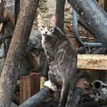 Straßenkatze Welttierschutzgesellschaft Schütze deine Katze