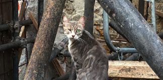 Straßenkatze Welttierschutzgesellschaft Schütze deine Katze