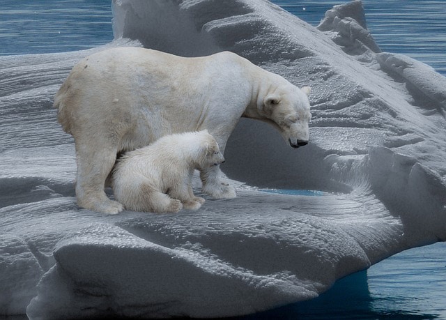 Eisbären leiden unter Klimawandel