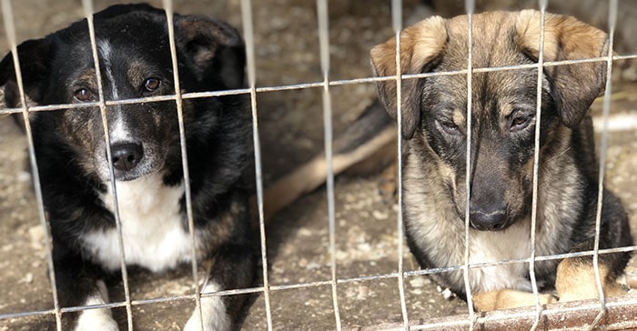 Tierschutz-Shop kaltes Geschäft mit Tieren in Not